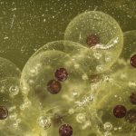 Ilustrasi proses peleburan ovum dan sperma disebut