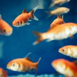 Ilustrasi picses