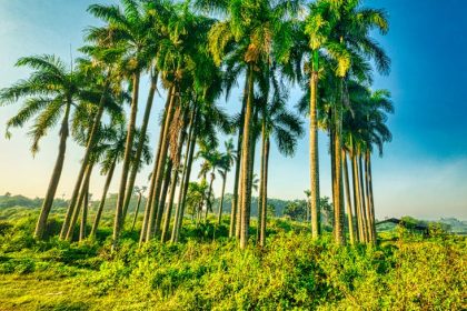 Mimpi Gunung Meletus: Apa Arti dan Tips Seru Menjelajahi Gunung Api - mimpi gunung meletus